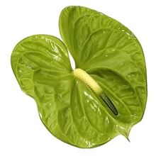 Anthurium midori improved x 16