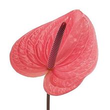 Anthurium Pink Christina x 12