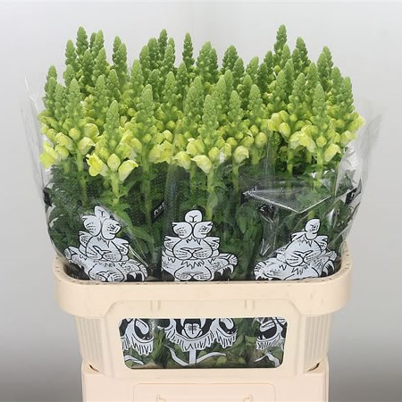 Snapdragon Legend Lime Light
