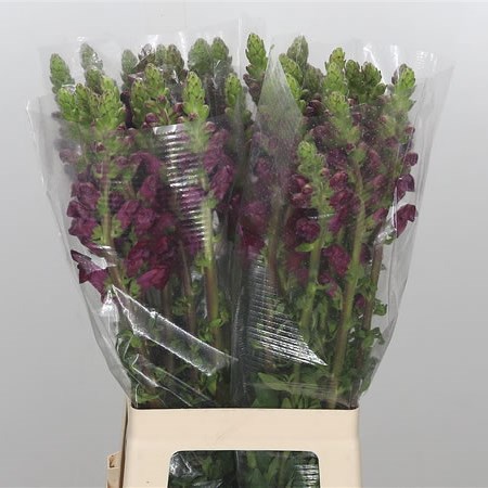 Antirrhinum Maryland Red