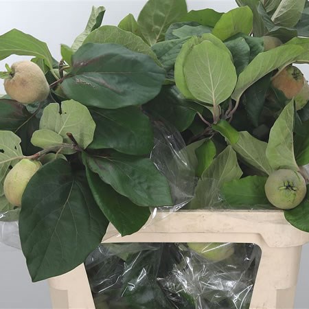 Apple Malus Green Giant