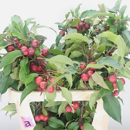 Apple Malus Magical Red Spirit