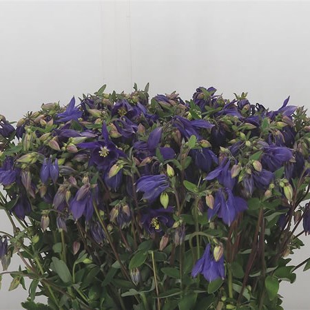 Aquilegia Blue