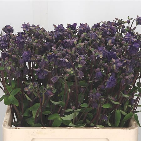 Aquilegia Blue Barlow
