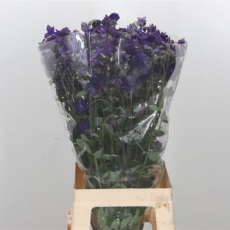 Aquilegia Blue Barlow