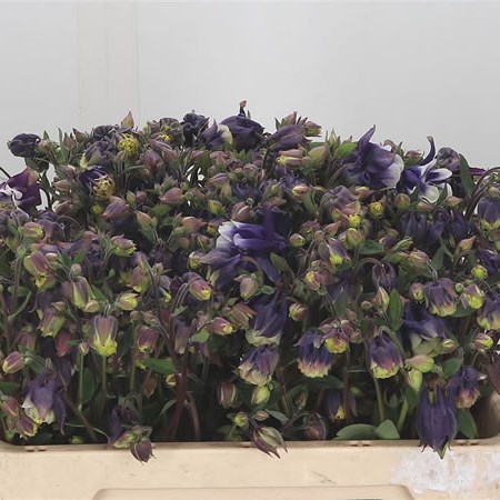 Aquilegia Blue Cloud