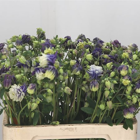 Aquilegia Blue Cloud