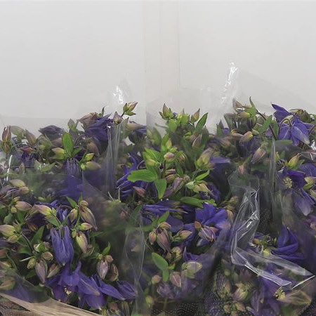Aquilegia Blue Lady