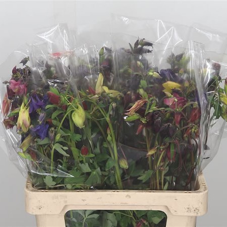 Aquilegia Mix