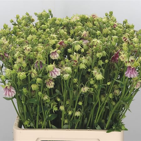 Aquilegia Nora Barlow