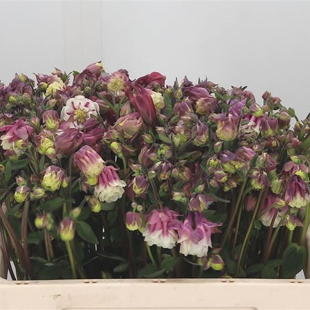 Aquilegia Pink Cloud