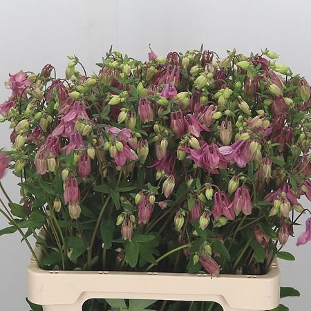 Aquilegia Pink Lady