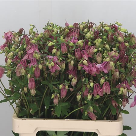 Aquilegia Pink Lady