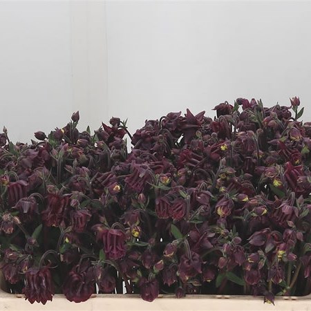 Aquilegia Ruby Cloud