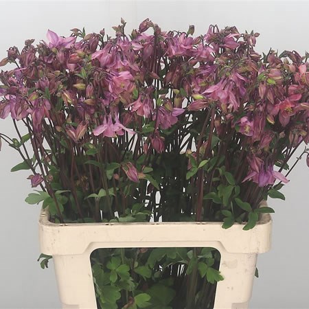 Aquilegia Starring Pink