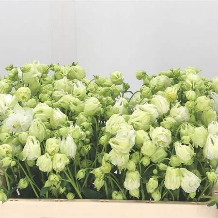 Aquilegia White Cloud