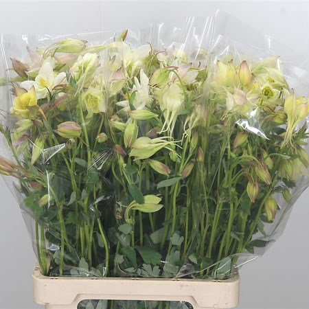 Aquilegia White Giant