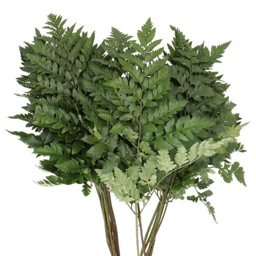 Arachniodes Leatherleaf Medium