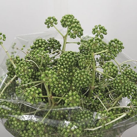 Aralia Californica
