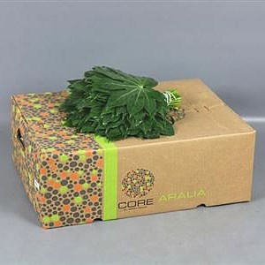 Aralia Continentalis Mini (Approx. 50 stems)