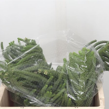 Araucaria