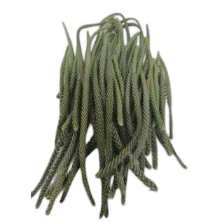 Araucaria Heterophylla