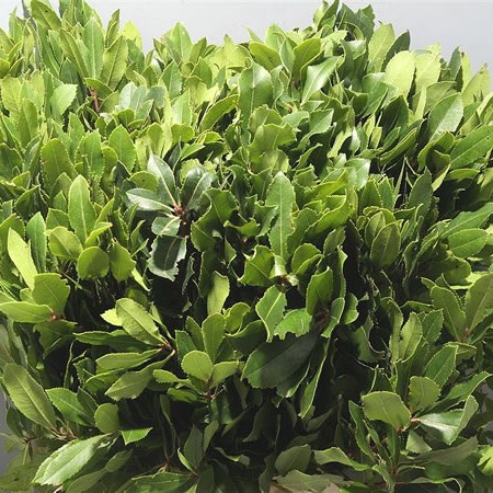 Arbutus