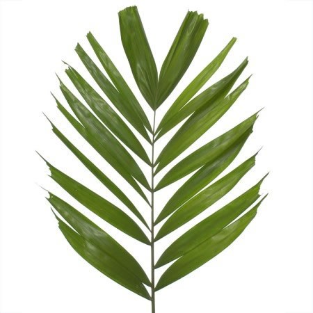 Areca Catechu