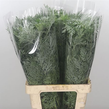 Artemisia Attraction