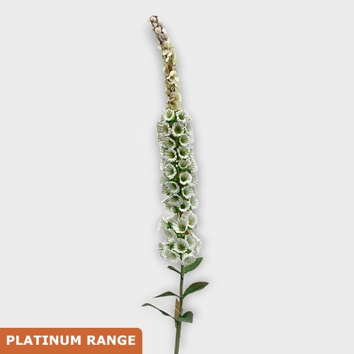 Artificial Faux Foxglove Cream