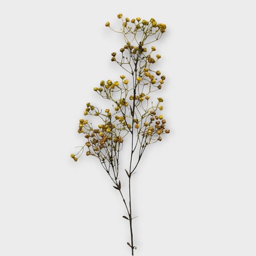 Artificial Faux Flax (Linium) Spray - Honey