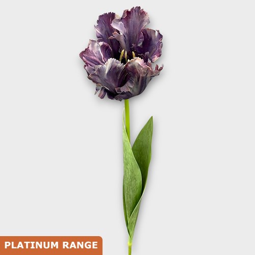 Artificial Faux Parrot Tulip (Purple)