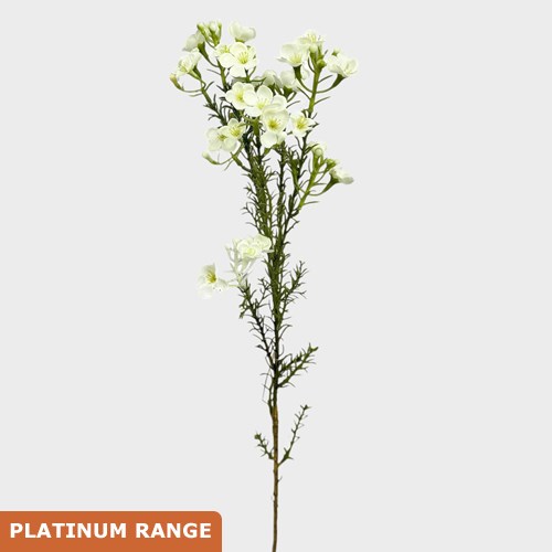 Artificial Faux Waxflower Spray (White)