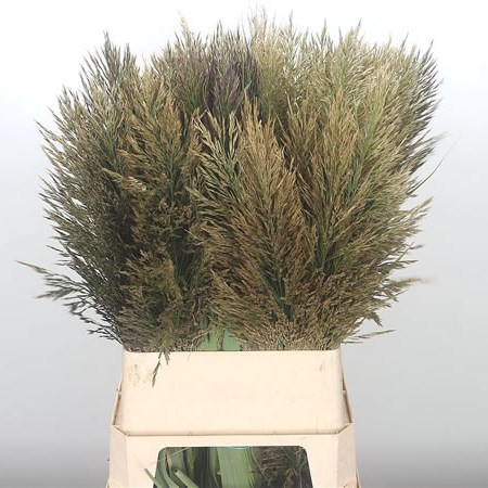 Arundo Donax (Peppermint Sticks)