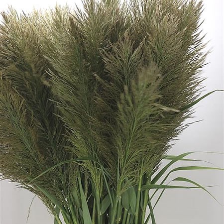 Arundo Donax (Peppermint Sticks)