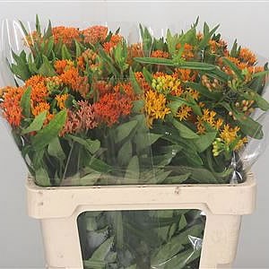Asclepias Orange Antonia