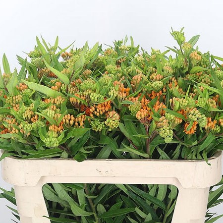 Asclepia Tuberosa