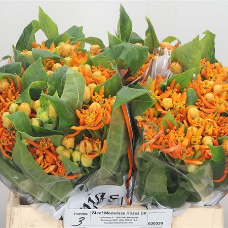 Asclepias Beatrix
