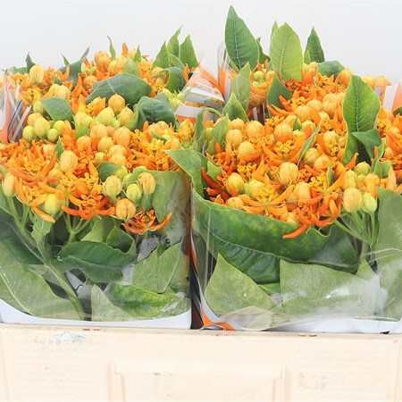 Asclepias Beatrix