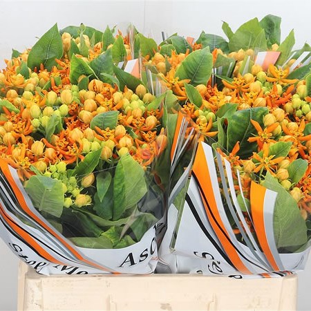 Asclepias Beatrix