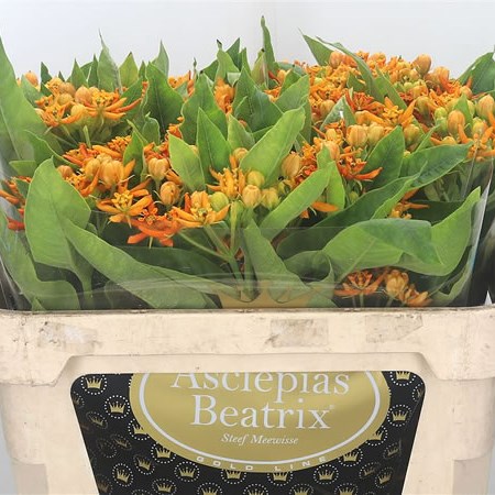 Asclepias Beatrix