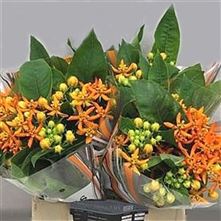 Asclepias Beatrix