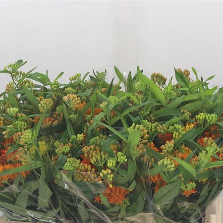 Asclepias Gay Butterfly