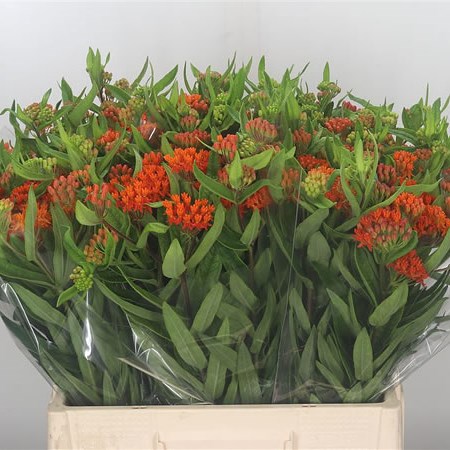 Asclepias Gay Butterfly