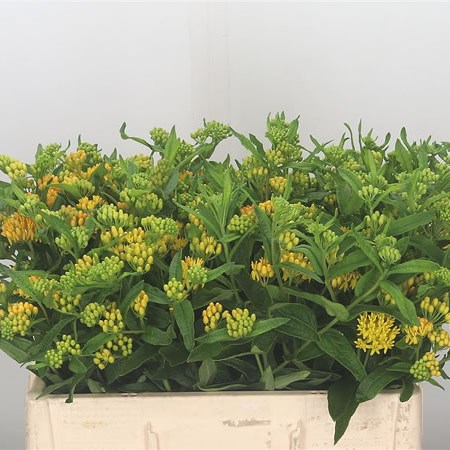 Asclepias Hello Yellow