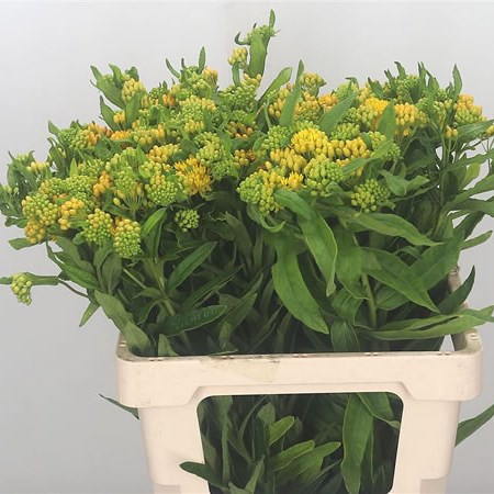 Asclepias Hello Yellow