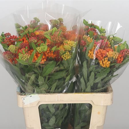 Asclepias Heron King Mix