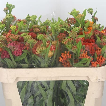 Asclepias Heron King Mix