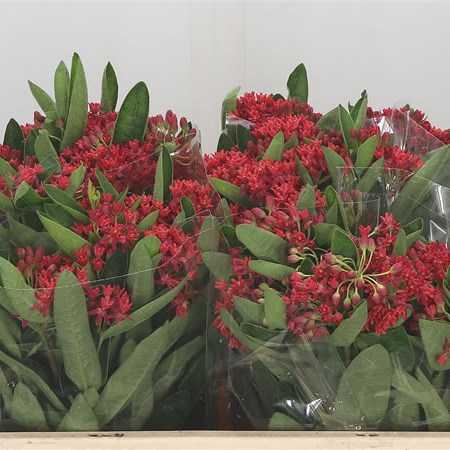 Asclepias Heron King Pink
