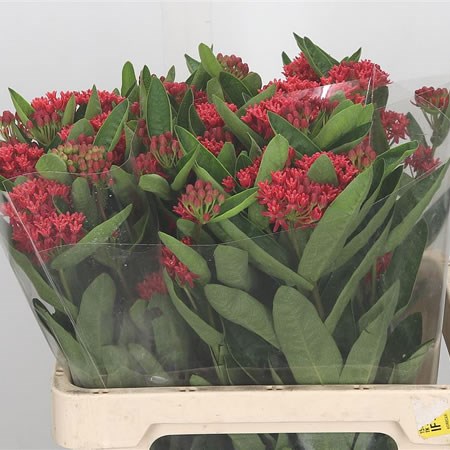 Asclepias Heron King Pink